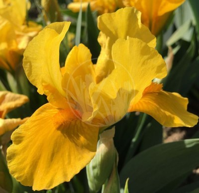 Orange Caper IMG_7465 upr